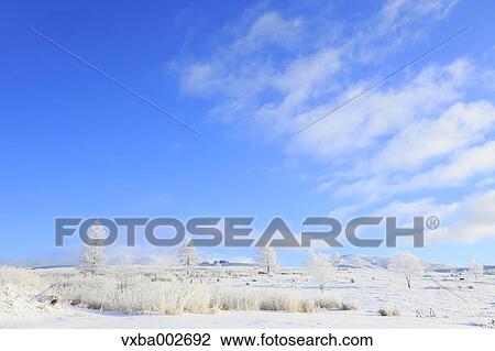Rimed trees View Large Photo Image Stock Image - Rimed trees. Fotosearch