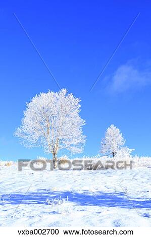 Rimed trees View Large Photo Image Stock Image - Rimed trees. Fotosearch