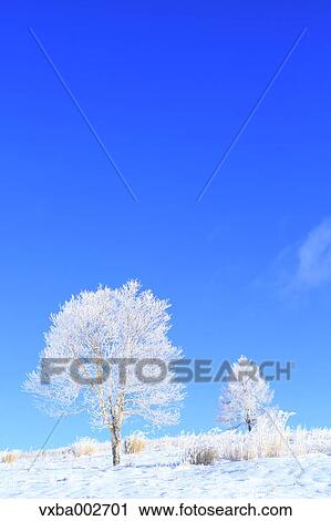 Stock Image - Rimed trees. Fotosearch