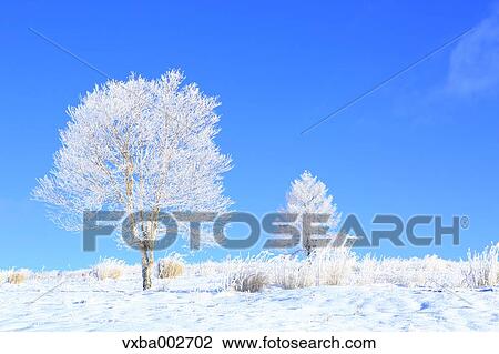 Rimed trees View Large Photo Image Stock Image - Rimed trees. Fotosearch