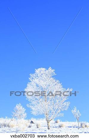 Rimed trees View Large Photo Image Stock Image - Rimed trees. Fotosearch
