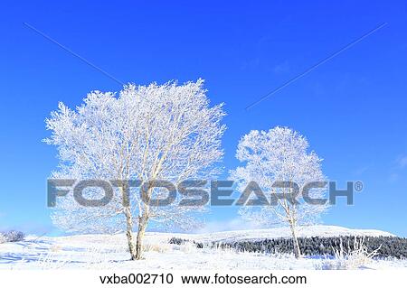 Rimed trees View Large Photo Image Stock Image - Rimed trees. Fotosearch