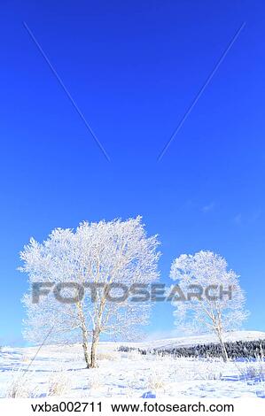 Rimed trees View Large Photo Image Stock Image - Rimed trees. Fotosearch