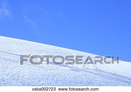 Stock Image - Rimed trees. Fotosearch