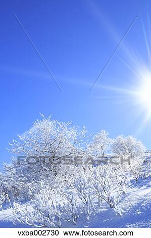 Stock Image - Rimed trees. Fotosearch