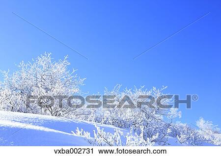 Rimed trees View Large Photo Image Stock Image - Rimed trees. Fotosearch