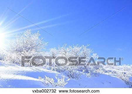 Rimed trees View Large Photo Image Stock Image - Rimed trees. Fotosearch