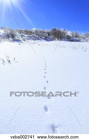 Stock Image - Rimed trees. Fotosearch