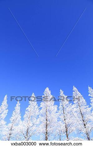 Stock Image - Rimed trees. Fotosearch