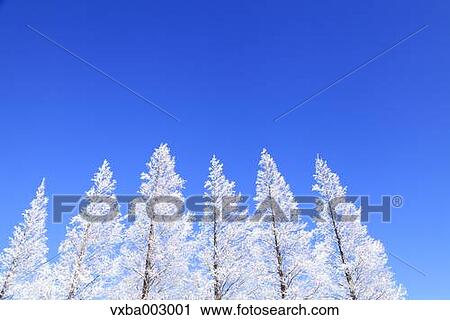 Rimed trees View Large Photo Image Stock Image - Rimed trees. Fotosearch