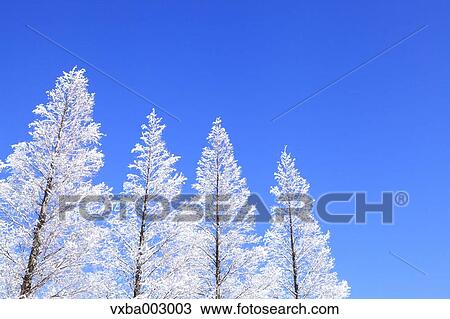Rimed trees View Large Photo Image Stock Image - Rimed trees. Fotosearch