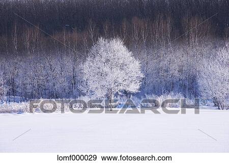 Rimed trees View Large Photo Image Stock Photo - Rimed trees. Fotosearch