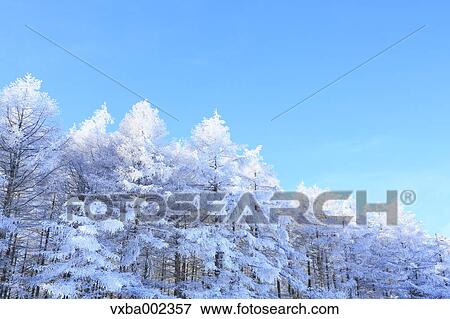 Rimed trees View Large Photo Image Stock Photo - Rimed trees. Fotosearch