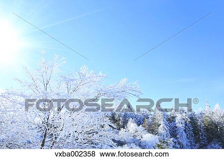 Stock Photo - Rimed trees. Fotosearch