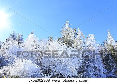 Rimed trees View Large Photo Image Stock Photo - Rimed trees. Fotosearch