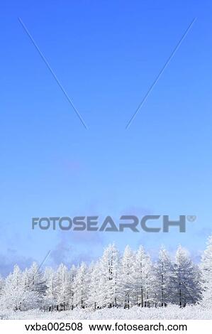 Stock Photo - Rimed trees. Fotosearch