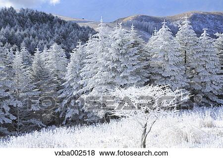 Rimed trees View Large Photo Image Stock Photo - Rimed trees. Fotosearch