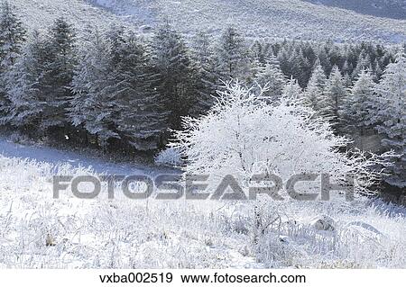 Rimed trees View Large Photo Image Stock Photo - Rimed trees. Fotosearch