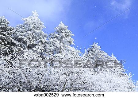Rimed trees View Large Photo Image Stock Photo - Rimed trees. Fotosearch