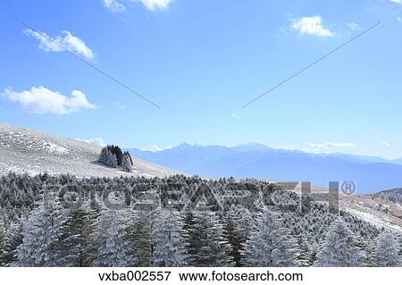 Rimed trees View Large Photo Image Stock Photo - Rimed trees. Fotosearch