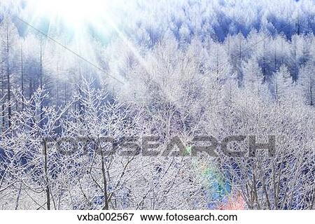 Stock Photo - Rimed trees. Fotosearch
