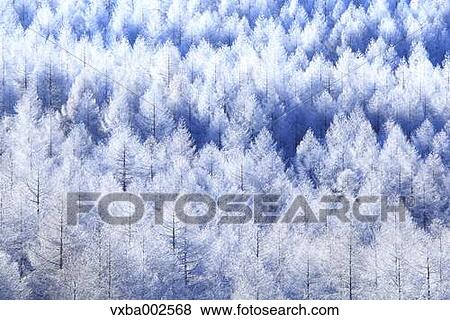 Rimed trees View Large Photo Image Stock Photo - Rimed trees. Fotosearch