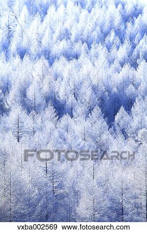 Rimed trees View Large Photo Image Stock Photo - Rimed trees. Fotosearch