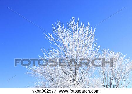 Stock Photo - Rimed trees. Fotosearch