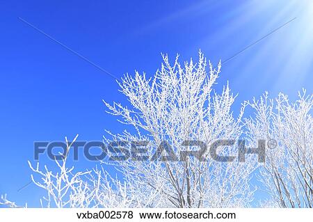 Rimed trees View Large Photo Image Stock Photo - Rimed trees. Fotosearch