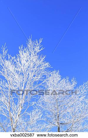 Rimed trees View Large Photo Image Stock Photo - Rimed trees. Fotosearch
