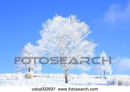 Rimed trees View Large Photo Image Stock Photo - Rimed trees. Fotosearch