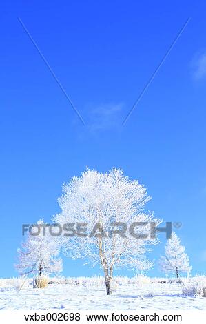 Rimed trees View Large Photo Image Stock Photo - Rimed trees. Fotosearch