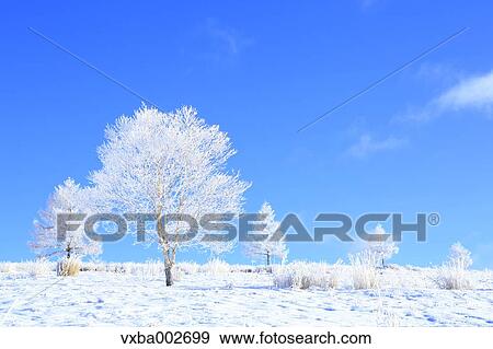 Rimed trees View Large Photo Image Stock Photo - Rimed trees. Fotosearch
