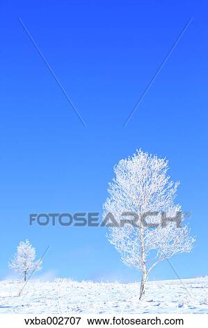 Rimed trees View Large Photo Image Stock Photo - Rimed trees. Fotosearch