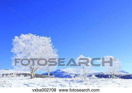 Rimed trees View Large Photo Image Stock Photo - Rimed trees. Fotosearch