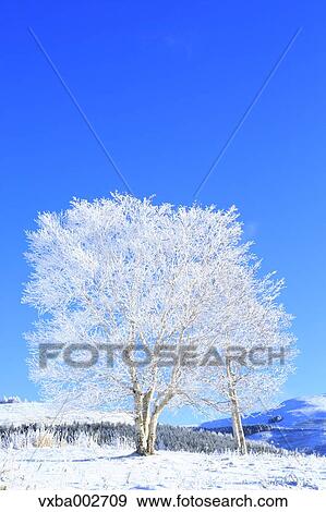 Stock Photo - Rimed trees. Fotosearch