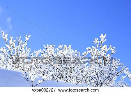 Rimed trees View Large Photo Image Stock Photo - Rimed trees. Fotosearch