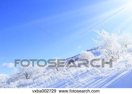 Stock Photo - Rimed trees. Fotosearch
