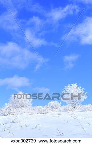 Rimed trees View Large Photo Image Stock Photo - Rimed trees. Fotosearch