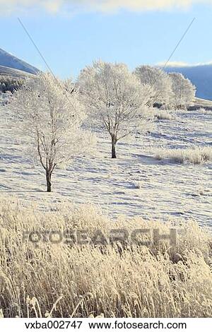 Stock Photo - Rimed trees. Fotosearch