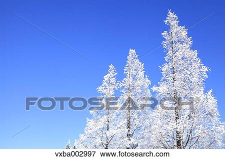 Rimed trees View Large Photo Image Stock Photo - Rimed trees. Fotosearch