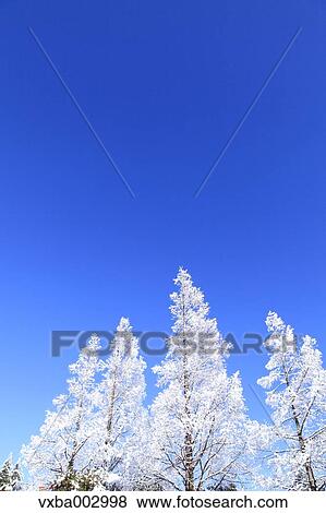 Stock Photo - Rimed trees. Fotosearch