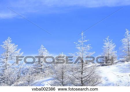 Stock Photograph - Rimed trees. Fotosearch