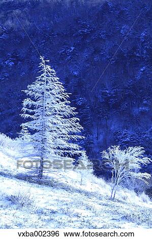 Rimed trees View Large Photo Image Stock Photograph - Rimed trees. Fotosearch