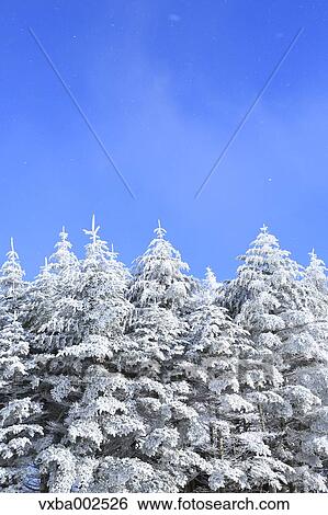 Stock Photograph - Rimed trees. Fotosearch
