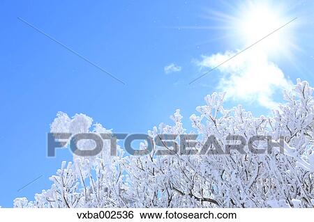 Rimed trees View Large Photo Image Stock Photograph - Rimed trees. Fotosearch