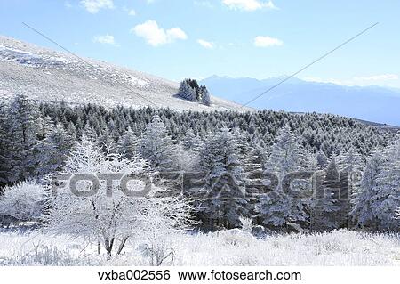 Rimed trees View Large Photo Image Stock Photograph - Rimed trees. Fotosearch