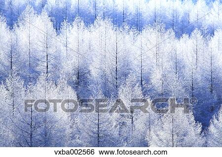 Rimed trees View Large Photo Image Stock Photograph - Rimed trees. Fotosearch
