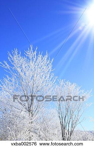 Rimed trees View Large Photo Image Stock Photograph - Rimed trees. Fotosearch