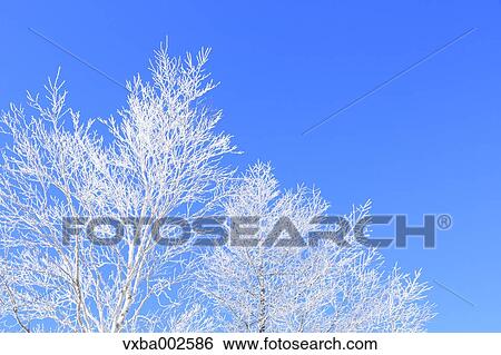 Stock Photograph - Rimed trees. Fotosearch